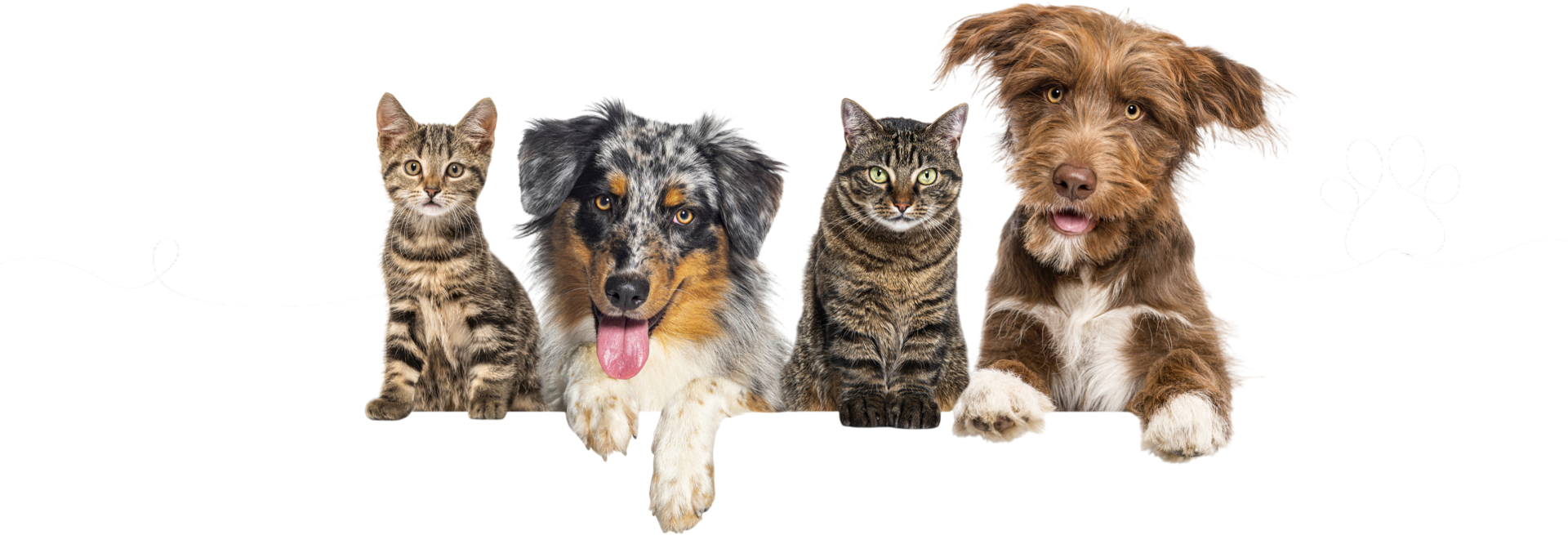 Cats and dogs on black background, paw design.