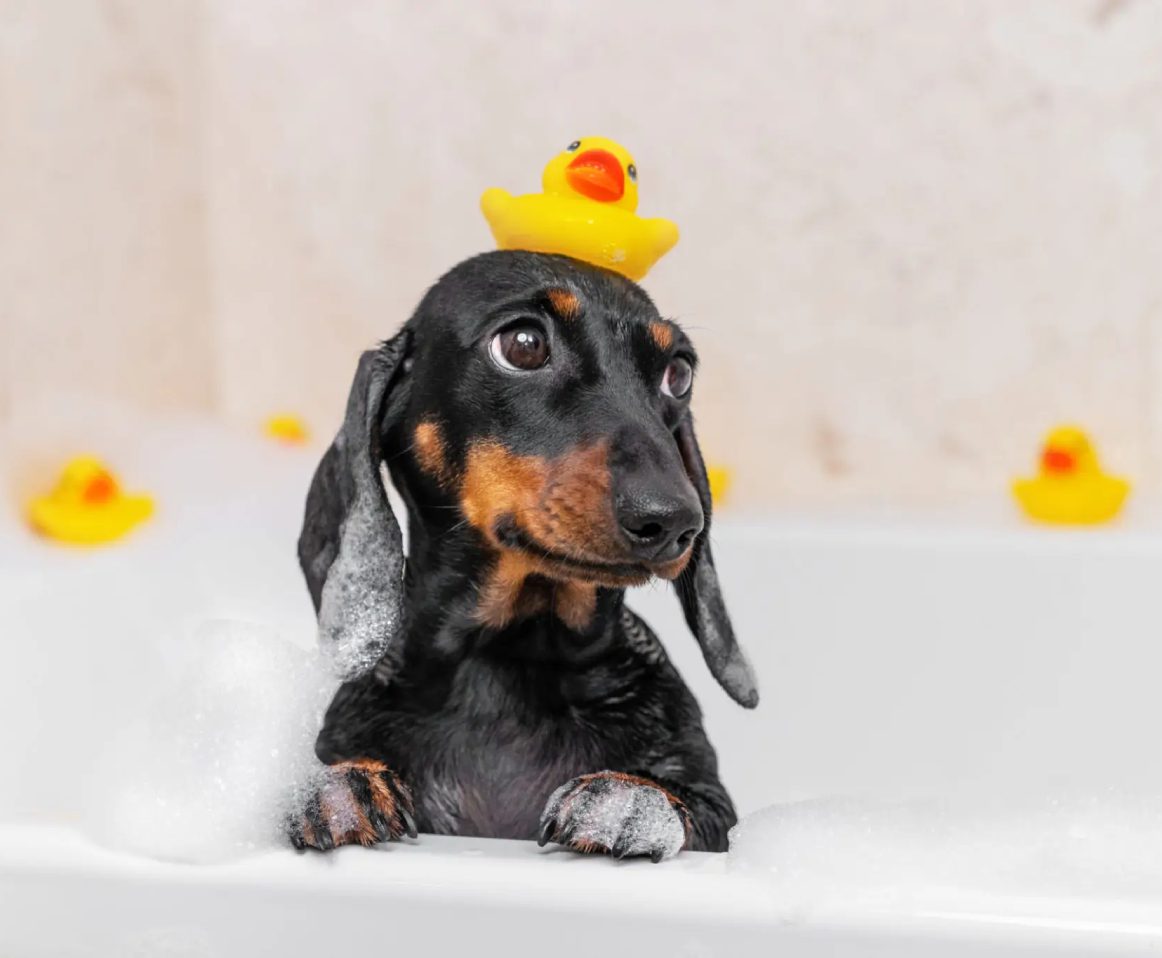 Dachshund in bath with rubber ducky.
