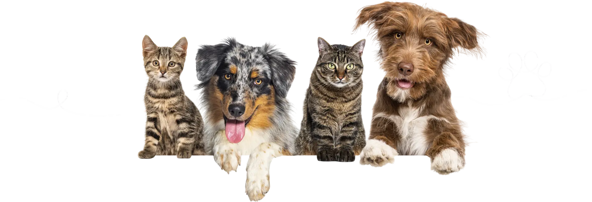 Cats and dogs on black background, paw design