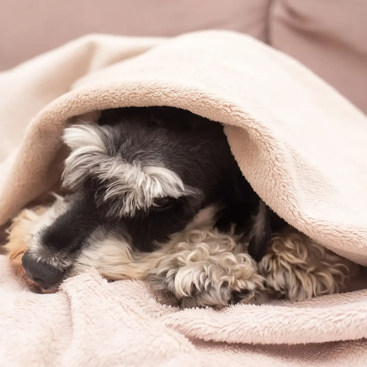 Dog snuggled under a soft beige blanket.